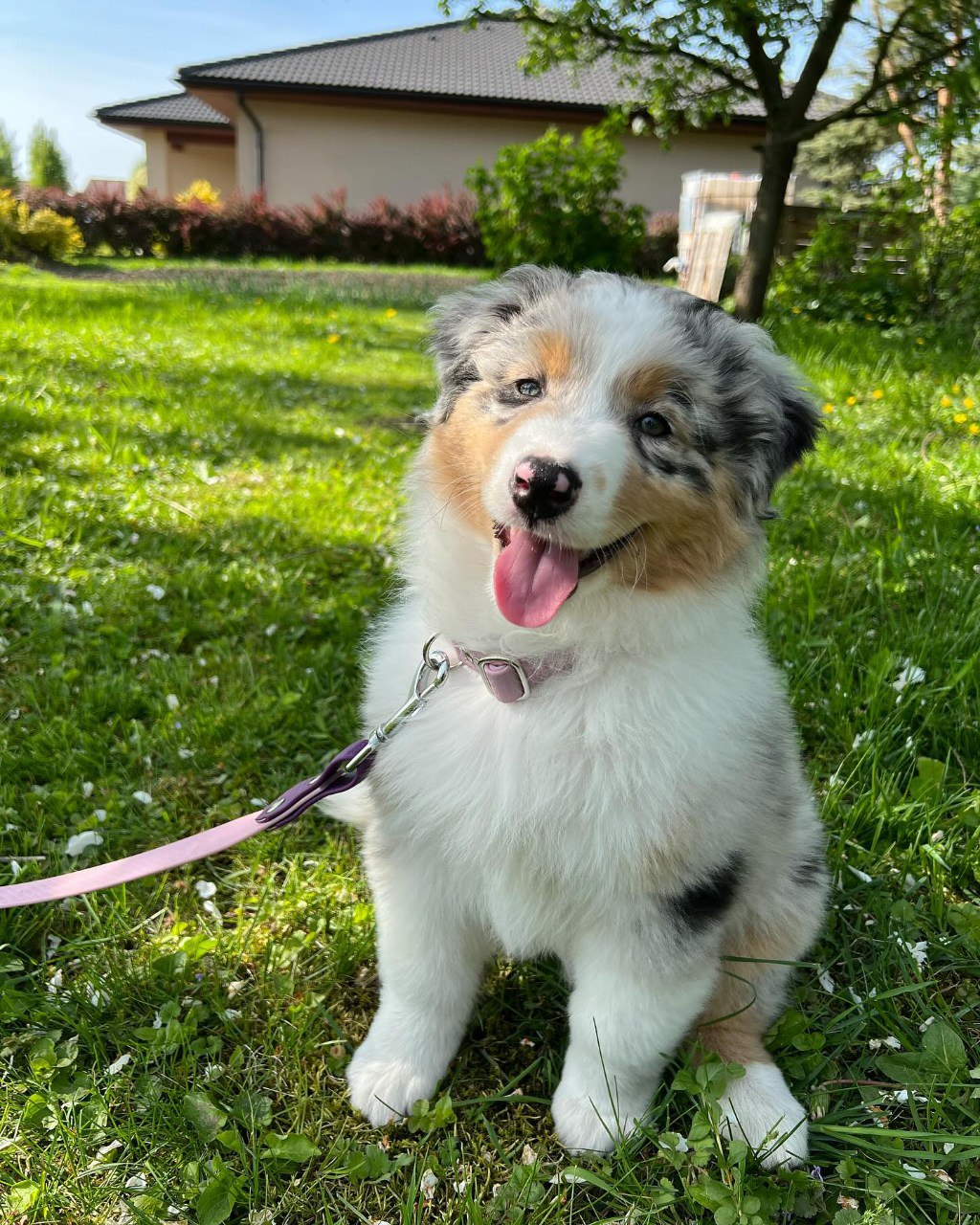 Annie - Australian Shepherd Puppy